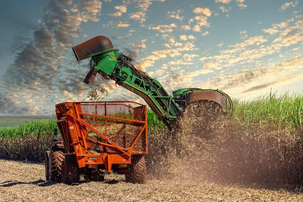 sugar cane harvesting