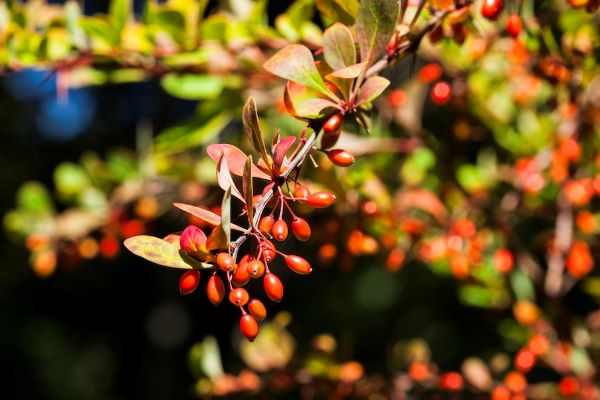 barberry