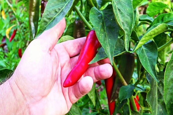 chilli chillies