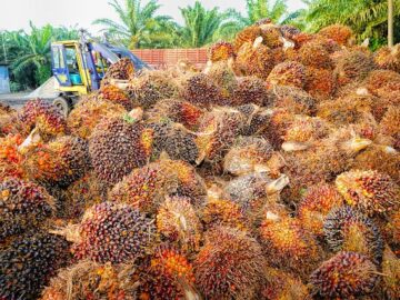 palm oil malaysia