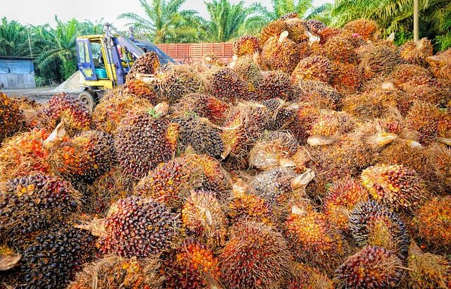 palm oil malaysia