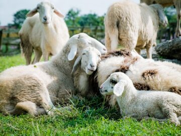 sheep Sat-2 Type Foot and Mouth Virus