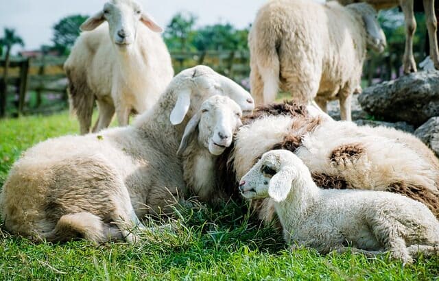 sheep Sat-2 Type Foot and Mouth Virus