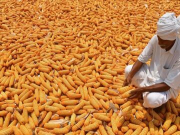 maize corn market Maize Prices on the Rise: Slow Progress in Kharif Sowing Puts Pressure on Poultry Sector Maize Mastery: Indian Growers Opt for Resilient Crop Amid Monsoon Shifts