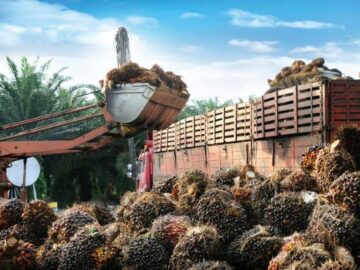 Palm oil Malaysia Unhappy With European Union Law on Deforestation