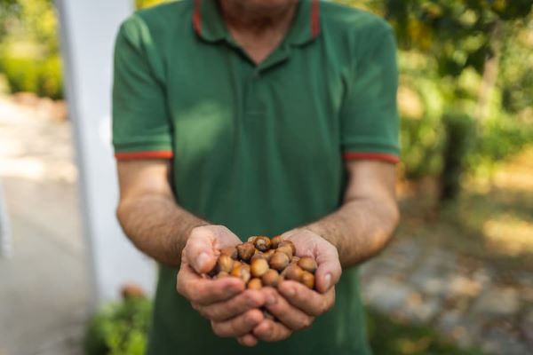 Why Are Prices Falling in the Turkish Hazelnut Market?