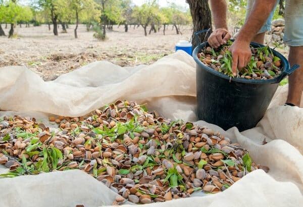 blue diamond almond almonds market