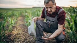 corn farmer Corn Planting Areas Are Decreasing in EU Corn Planting in the US Is Nearing Completion