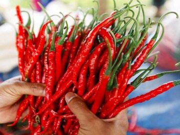 Red Chili Prices Fluctuate in Guntur Market and Future Remains Concerned