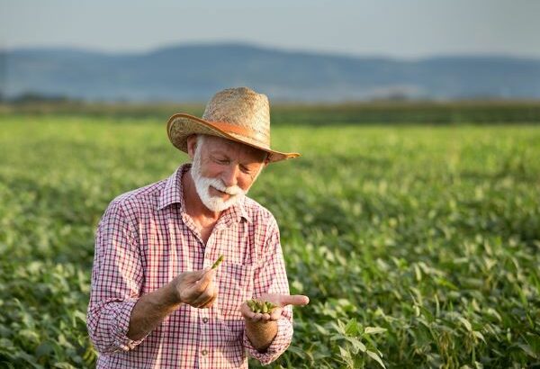 soybean field farmer usda