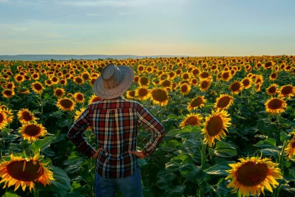 In International Sunflower Oil Trade, Argentina Replaces the Black Sea