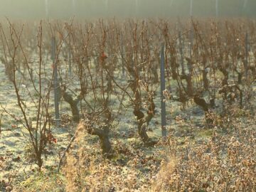 vineyard frost