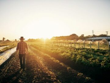 What Is the Situation of Crops in the World?