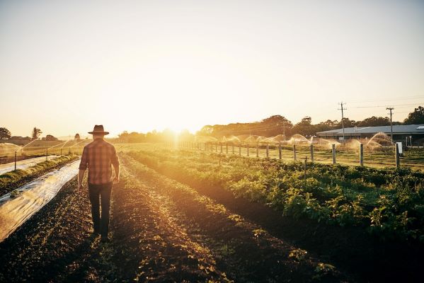 What Is the Situation of Crops in the World?