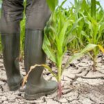 Lowest Corn Acreage in France Corn: Yield Forecast for the EU to Be Reduced