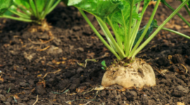Slowdown in Sugar Beet Planting in Europe
