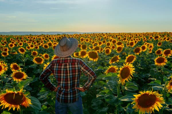 Türkiye Is Actively Increasing Imports of Sunflower Oil and Meal