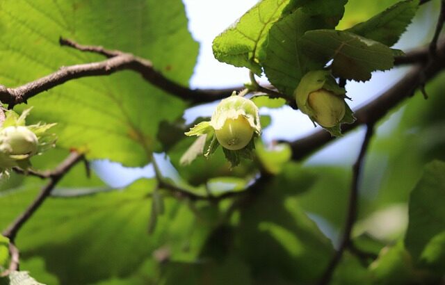 the hazelnut market awaits election results, crop estimates to be announced at INC in London