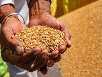 India Exported Wheat to 18 Countries and Provided Food Security