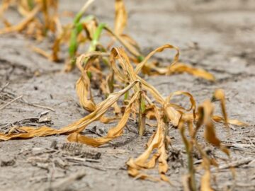 Drought Spreads in the United States and Brazil
