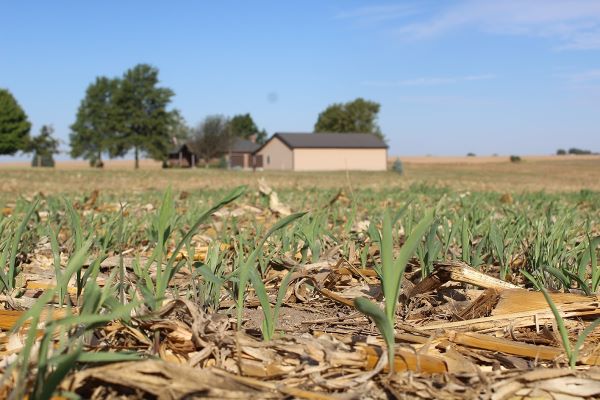 How to Measure Cover Crop Success