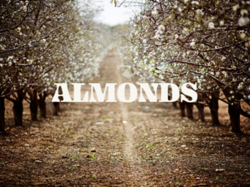 California Almond Shipments Dip by 10% in February Report