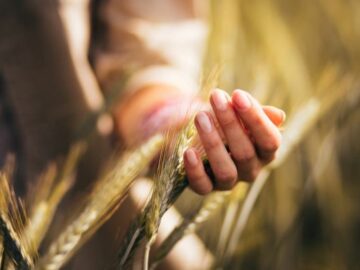 Grain Markets: Events in Russia and Weather Conditions