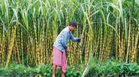 Fewer Water Levels Is State of Maharashtra and Karnataka Affecting the Sugarcane Crops - Maharashtra's Sweet Dilemma: Sugar Harvests in the Shadows of Drought