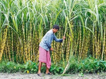 Fewer Water Levels Is State of Maharashtra and Karnataka Affecting the Sugarcane Crops - Maharashtra's Sweet Dilemma: Sugar Harvests in the Shadows of Drought