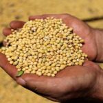 Unpredictable Rainfall in the US Impacts Indian Soybean Market