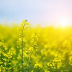 Demand for Ukrainian Rapeseed Fell Sharply