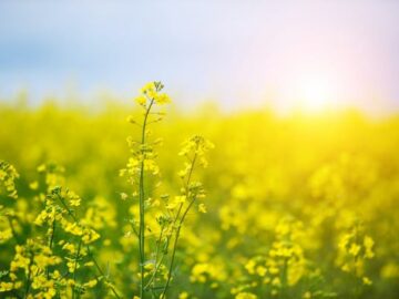 Demand for Ukrainian Rapeseed Fell Sharply