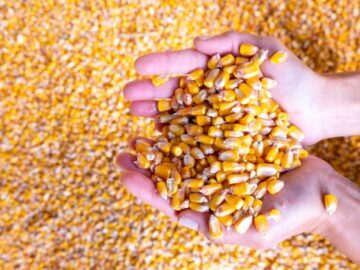 Grain Markets US Corn Price Falls to January 2021 Levels