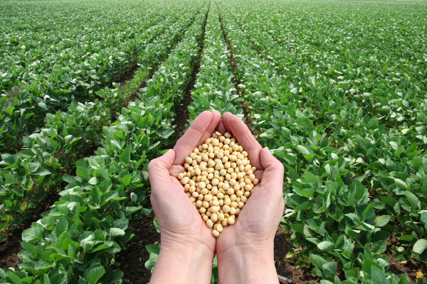 Soybean Market Woes: Prices Plummet Below $0,73 Per kg