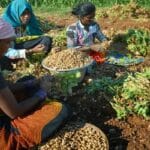 Revitalized Groundnut Cultivation in Gujarat: 31% Surge Sets a Promising Trend