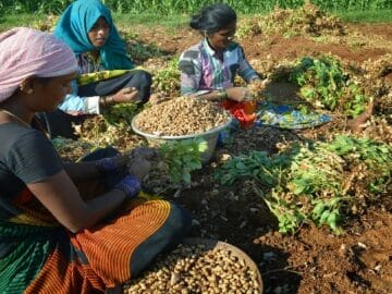 Revitalized Groundnut Cultivation in Gujarat: 31% Surge Sets a Promising Trend