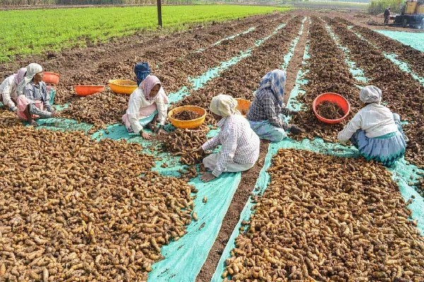 Turmeric Prices Skyrocket as Cultivation Declines: Challenges and Prospects for Farmers