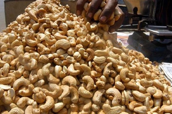 Ivory Coast Cashew Production Soars: A 22% Increase Forecasted