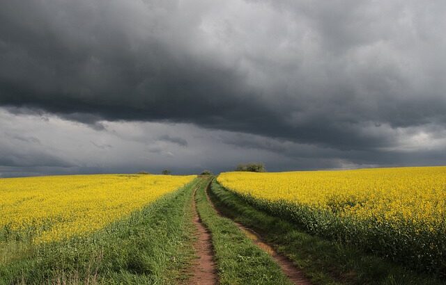 India to Witness Reduced Wheat Production in 2024, but Record Rapeseed Crop Expected