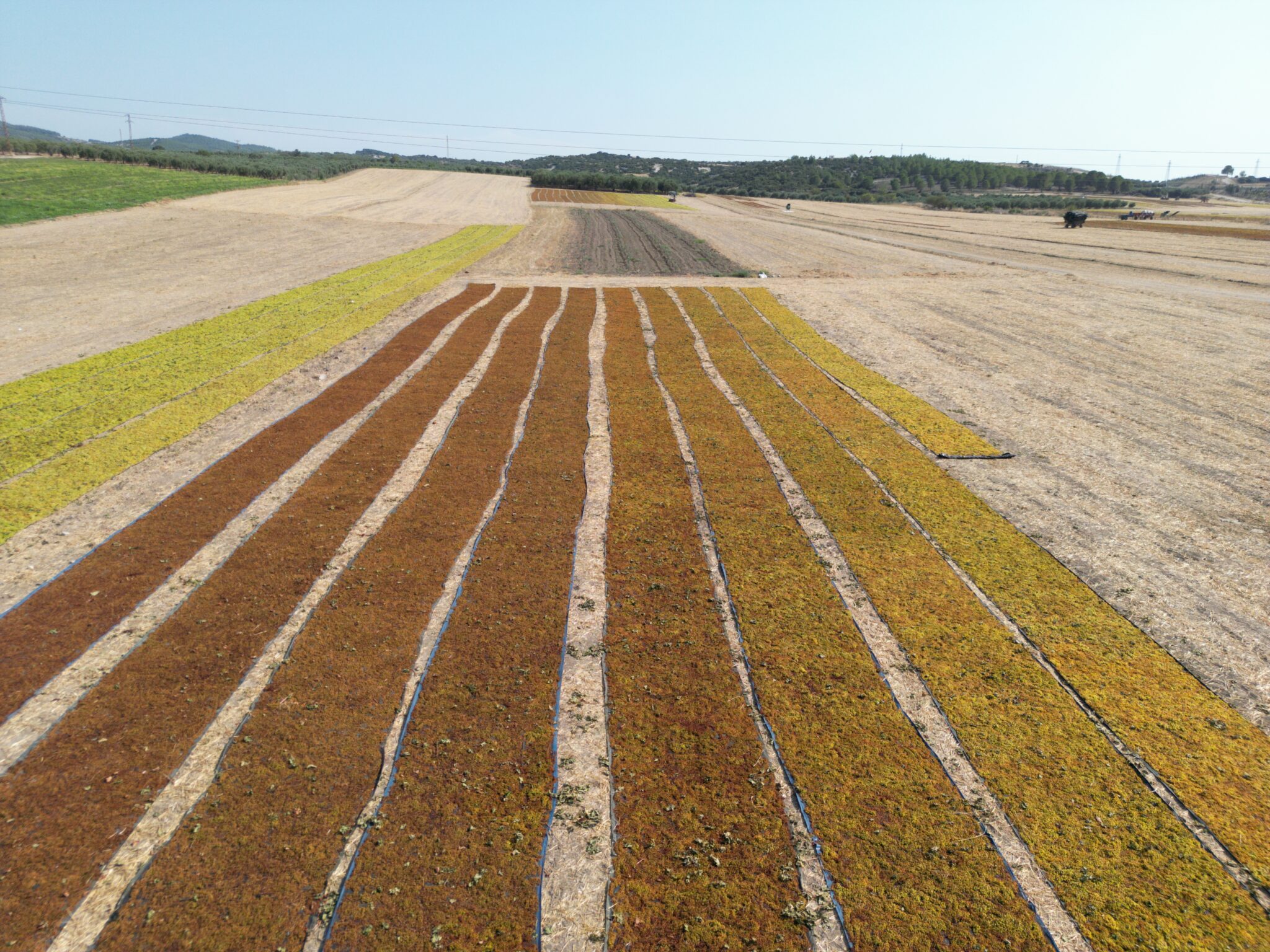 Raisins in drying period in Manisa