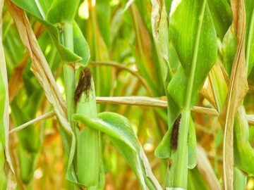 GM Seed Prices Rose Much Faster Than Conventional Seeds