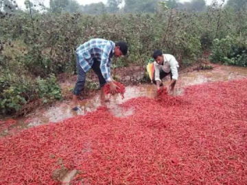 Planting Chillies: Waiting for Rain's Red Blessing Amidst Delay