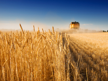 Unforeseen Dip in Wheat Prices Spurs Market Discussion - Uptick in Indian Wheat Sowing: A Harvest Awaits