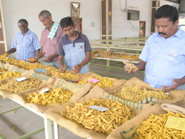 Turmeric Market: Challenges and Anticipated Decline in Sowing