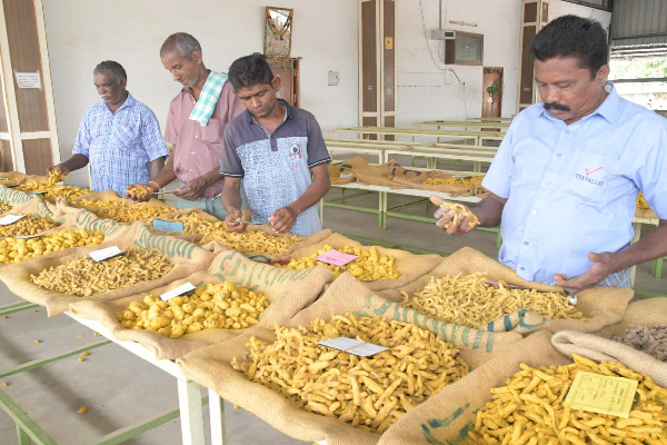 Turmeric Market: Challenges and Anticipated Decline in Sowing