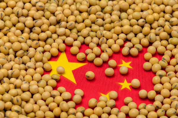 Brazil Sails Ahead: Soybean Export Dynamics Shift with China's Embrace