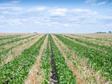 Enroll Now: Farmers for Soil Health Offers Financial Assistance for Cover Crop Adoption