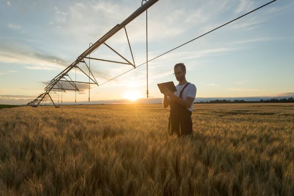 Global Shortage Expected in Durum Wheat