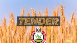 Egyptian GASC Bought European Wheat at the Tender