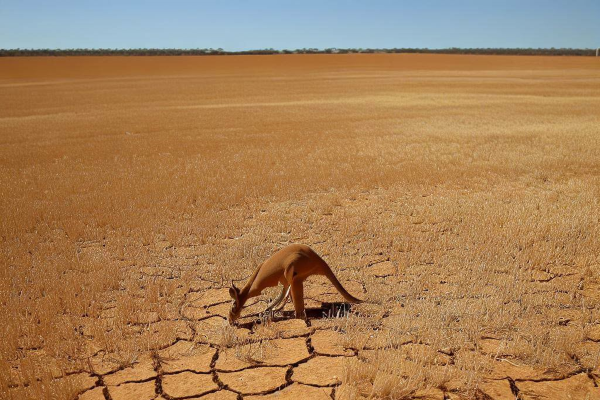 El Niño Hits Wheat Production in Australia